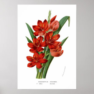 Poster Schizostylis coccinea