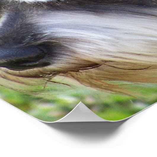 Poster Schnauzer (Coin)