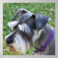 Poster Schnauzer