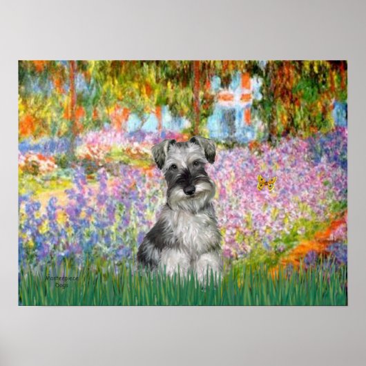 Poster Schnauzer 1N - Jardin (Devant)
