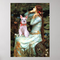 Schnauzer 9 - Ophélie Siège