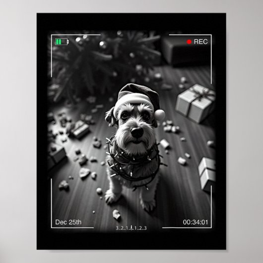 Poster Schnauzer de Noël pris en caméra (Devant)