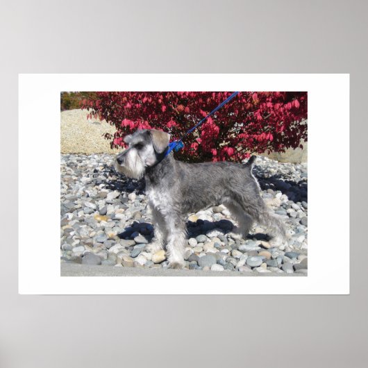Poster Schnauzer miniature (Devant)