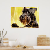 Poster Schnauzer miniature (Cuisine)