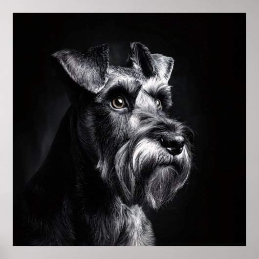Poster Schnauzer Monochrome Portrait (Devant)