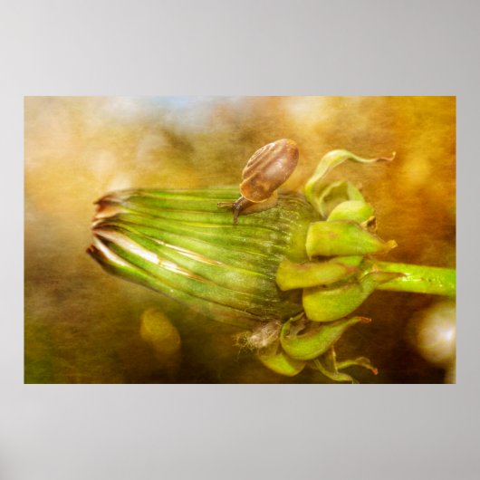 Poster Schnecke auf Löwenzahn (Devant)
