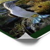 Poster Science, animaux des Galapagos (Coin)