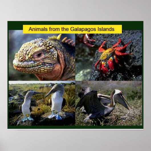 Poster Science, animaux des Galapagos (Devant)