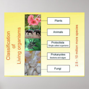 Poster Science, Classification des organismes vivants