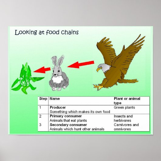 Poster Science, La chaîne alimentaire (Devant)