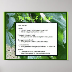 Poster Science, Plante, Parties d'une feuille