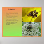 Poster Science, Plante, Reproduction, Pollinisation (Devant)