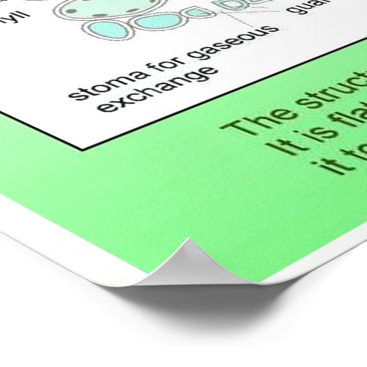 Poster Science, Plante, structure d'une feuille (Coin)