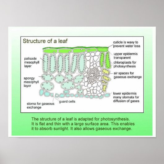 Poster Science, Plante, structure d'une feuille (Devant)