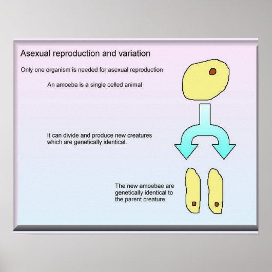 Poster Science, Sciences de la vie Reproduction sexuelle (Devant)