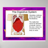 Poster Science, Système digestif (Devant)