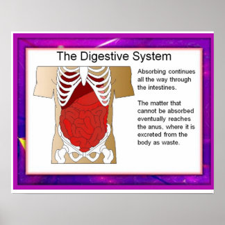 Poster Science, Système digestif