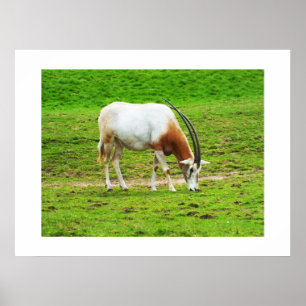 Poster Scimitar oryx