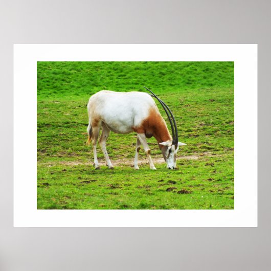 Poster Scimitar oryx (Devant)
