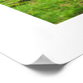 Poster Scimitar oryx (Coin)