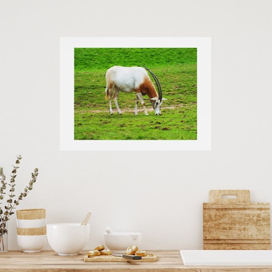 Poster Scimitar oryx (Cuisine)