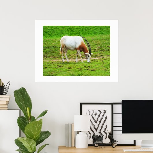 Poster Scimitar oryx (Bureau à domicile)