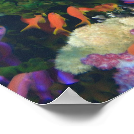 Poster Scolarisation Pseudanthias (Coin)