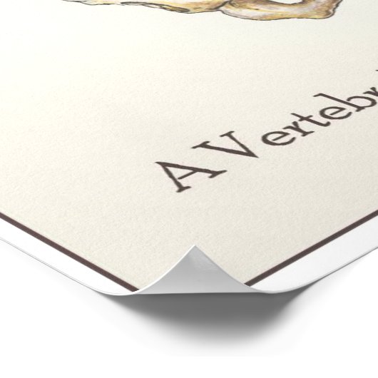 Poster Scoliose Spine (Coin)