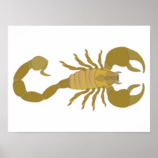 Poster Scorpion (Devant)