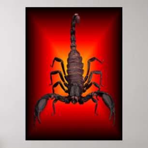 POSTER SCORPION DE GUERRE