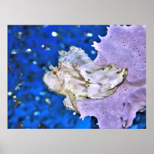 Poster Scorpionfish