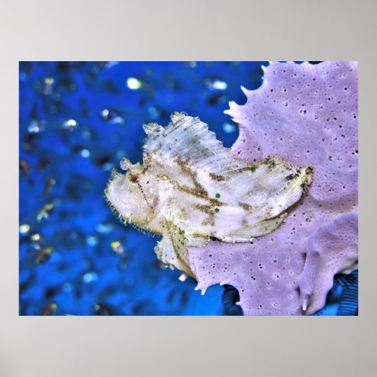 Poster Scorpionfish (Devant)