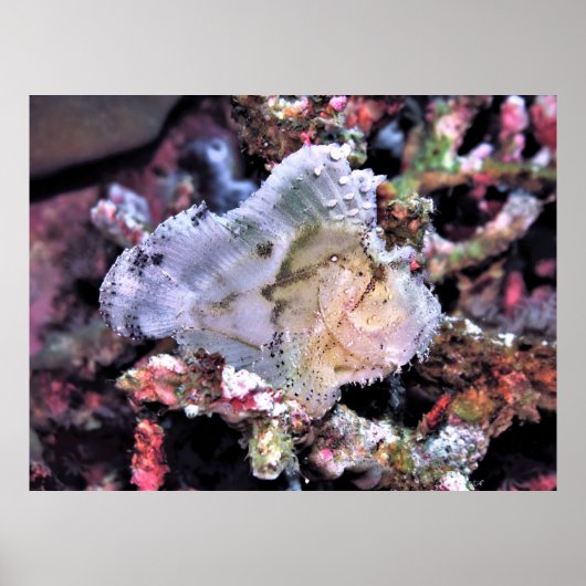 Poster Scorpionfish (Devant)