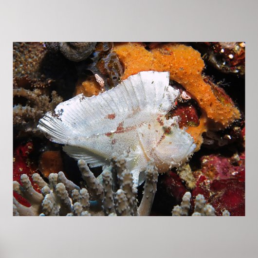 Poster Scorpionfish (Devant)