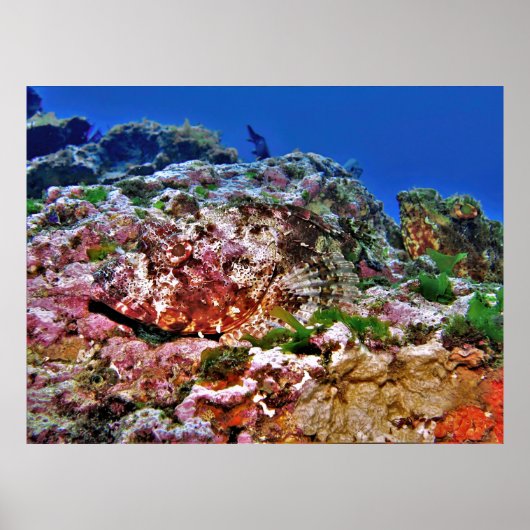 Poster Scorpionfish (Devant)