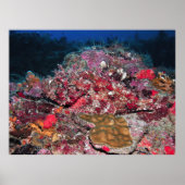 Poster Scorpionfish caché (Devant)