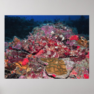 Poster Scorpionfish caché