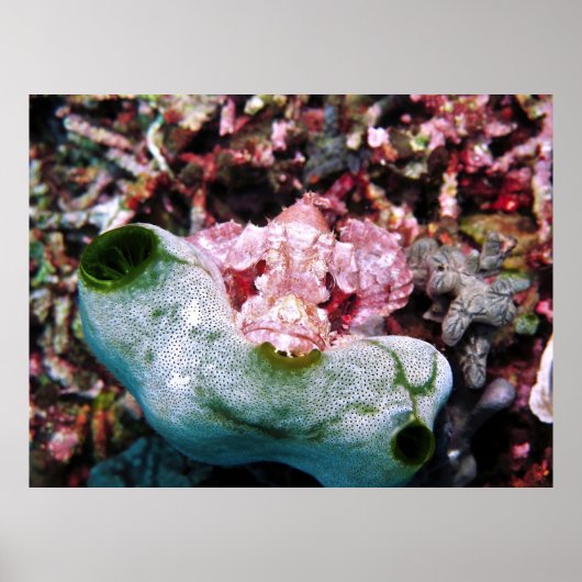 Poster Scorpionfish contrasté (Devant)