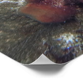 Poster Scorpionfish dans une éponge (Coin)