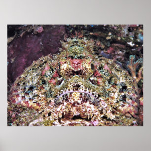 Poster Scorpionfish Gros plan
