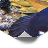 Poster Scorpionfish sur l'éponge jaune (Coin)