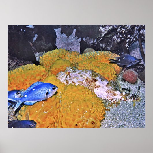 Poster Scorpionfish sur l'éponge jaune (Devant)