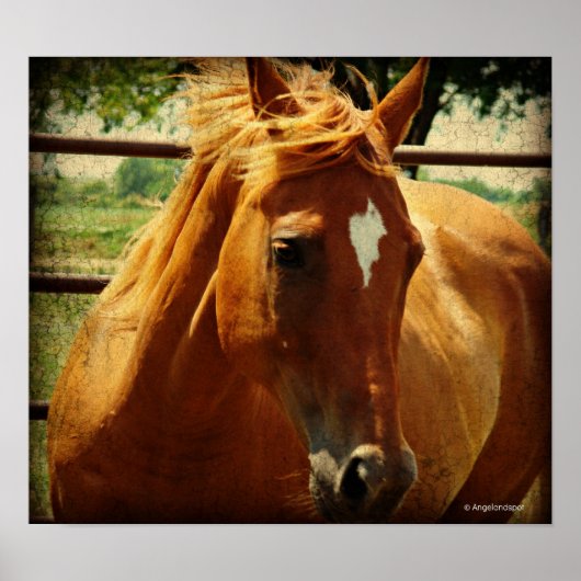 Poster Scotch (Devant)