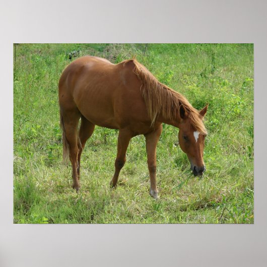 Poster Scotch Eats (Devant)