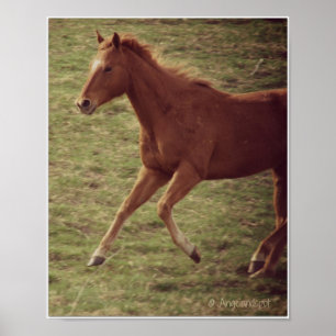 Poster Scotch in Motion