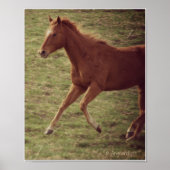 Poster Scotch in Motion (Devant)