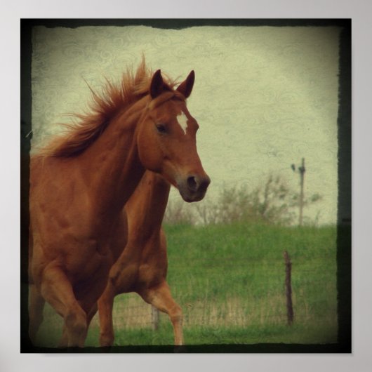 Poster Scotch Trots (Devant)