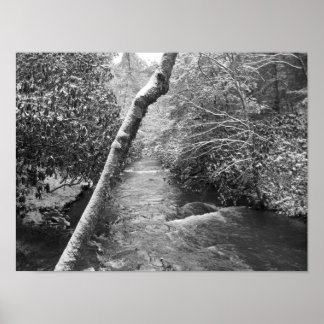 Poster Scott Creek