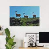 Poster Scottish Deer Trio (Bureau à domicile)
