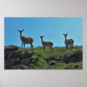 Poster Scottish Deer Trio